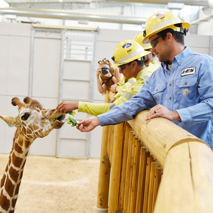 Travailleurs ERP nourrissant la girafe