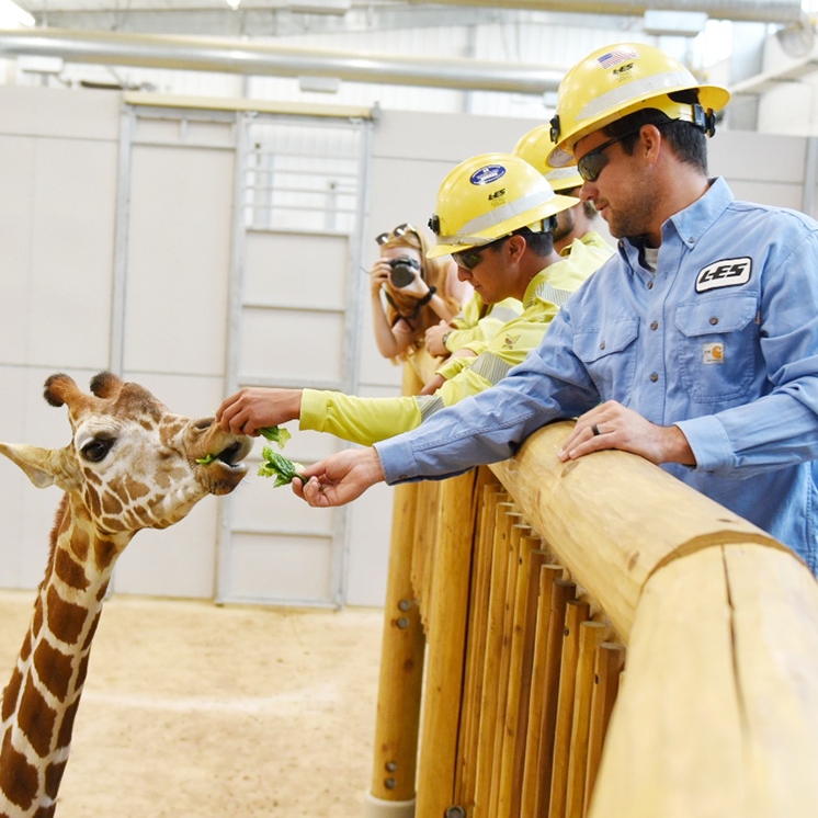 LES workers feeding giraffe