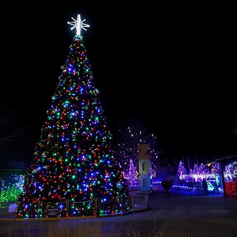 Zoo Lights Propulsé par LES