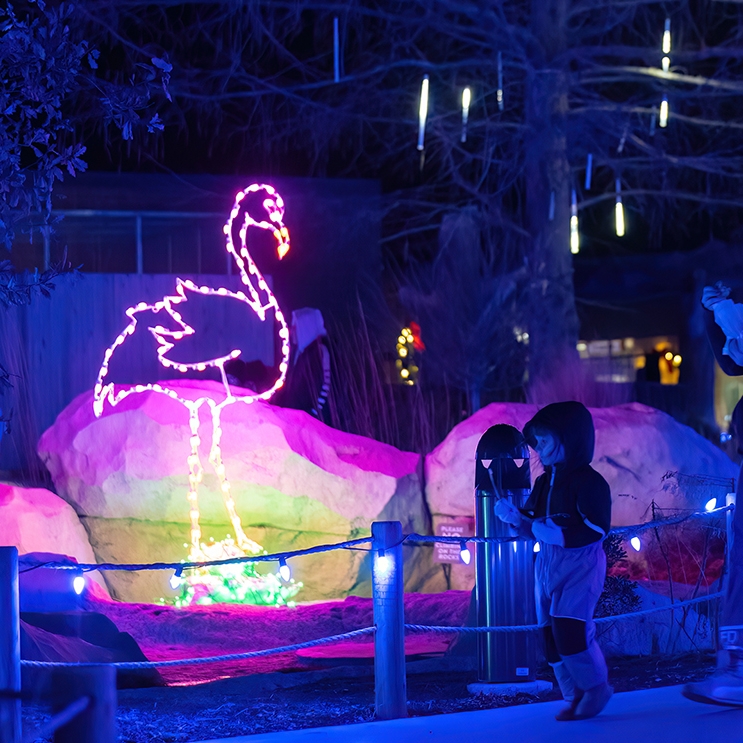 Zoo Lights Propulsé par LES