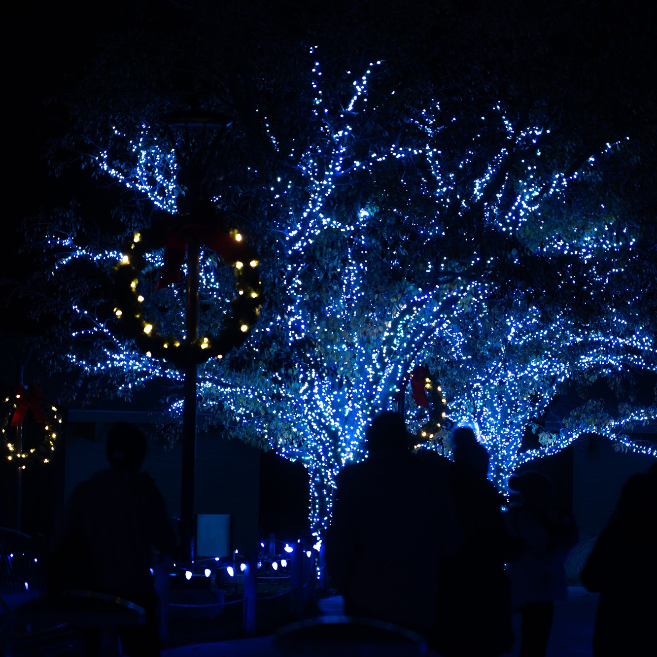 Zoo Lights Propulsé par LES